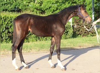 Hannoveraner, Hengst, 1 Jahr, 170 cm, Brauner