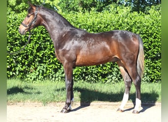Hannoveraner, Hengst, 1 Jahr, 170 cm, Brauner