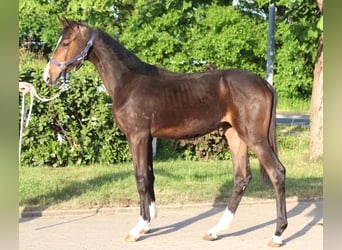 Hannoveraner, Hengst, 1 Jahr, 170 cm, Brauner