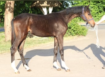 Hannoveraner, Hengst, 1 Jahr, 170 cm, Brauner