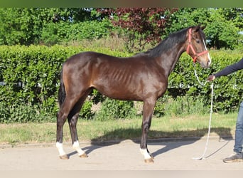 Hannoveraner, Hengst, 1 Jahr, 170 cm, Brauner
