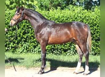 Hannoveraner, Hengst, 1 Jahr, 170 cm, Brauner
