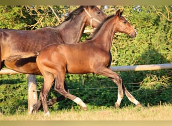 Hannoveraner, Hengst, 1 Jahr, 170 cm, Brauner