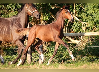 Hannoveraner, Hengst, 1 Jahr, 170 cm, Brauner