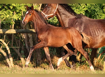 Hannoveraner, Hengst, 1 Jahr, 170 cm, Brauner