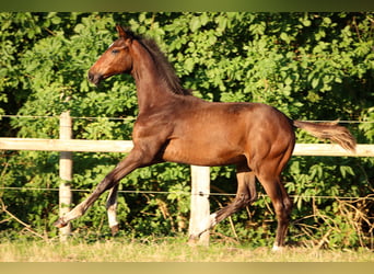 Hannoveraner, Hengst, 1 Jahr, 170 cm, Brauner