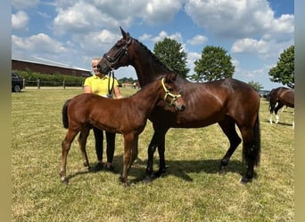 Hannoveraner, Hengst, 1 Jahr, 170 cm, Brauner