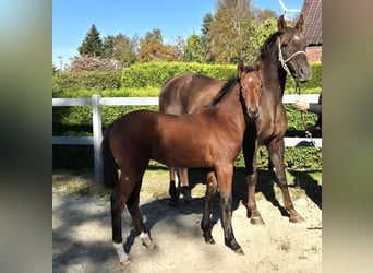 Hannoveraner, Hengst, 1 Jahr, 170 cm