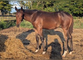 Hannoveraner, Hengst, 1 Jahr, 170 cm, Dunkelbrauner