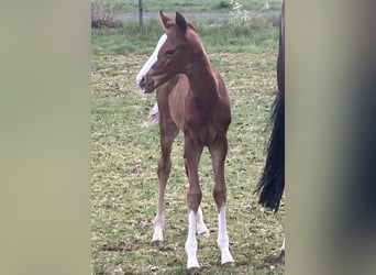 Hannoveraner, Hengst, 1 Jahr, 170 cm, Dunkelfuchs