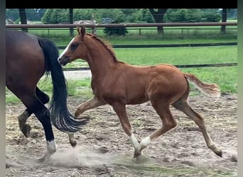 Hannoveraner, Hengst, 1 Jahr, 170 cm, Dunkelfuchs