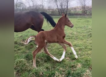 Hannoveraner, Hengst, 1 Jahr, 170 cm, Dunkelfuchs