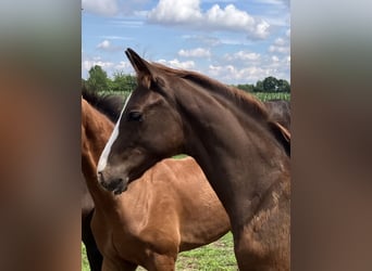 Hannoveraner, Hengst, 1 Jahr, 170 cm, Dunkelfuchs