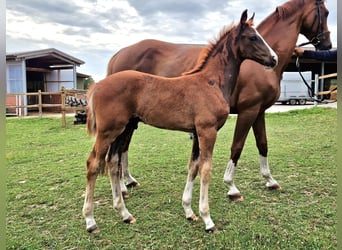 Hannoveraner, Hengst, 1 Jahr, 170 cm, Dunkelfuchs
