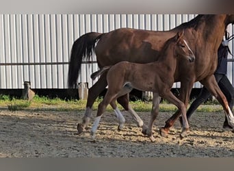 Hannoveraner, Hengst, 1 Jahr, 170 cm, Fuchs