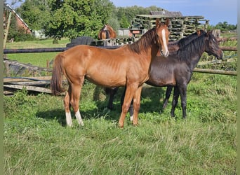 Hannoveraner, Hengst, 1 Jahr, 170 cm, Fuchs