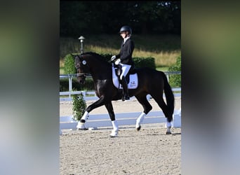 Hannoveraner, Hengst, 1 Jahr, 170 cm, Rappe