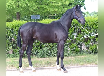Hannoveraner, Hengst, 1 Jahr, 170 cm, Rappe