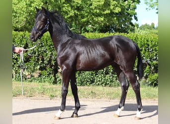Hannoveraner, Hengst, 1 Jahr, 170 cm, Rappe