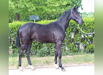 Hannoveraner, Hengst, 1 Jahr, 170 cm, Rappe