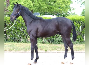 Hannoveraner, Hengst, 1 Jahr, 170 cm, Rappe