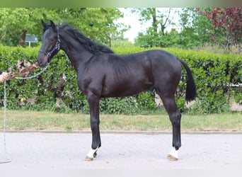 Hannoveraner, Hengst, 1 Jahr, 170 cm, Rappe