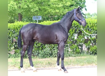 Hannoveraner, Hengst, 1 Jahr, 170 cm, Rappe