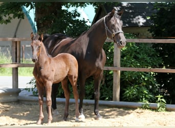 Hannoveraner, Hengst, 1 Jahr, 170 cm, Rappe