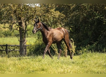 Hannoveraner, Hengst, 1 Jahr, 170 cm, Rappe