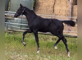 Hannoveraner, Hengst, 1 Jahr, 170 cm, Rappe