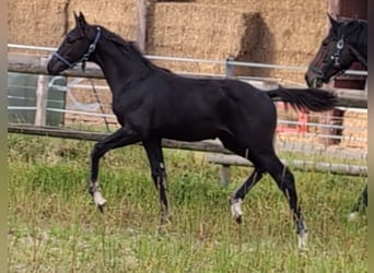 Hannoveraner, Hengst, 1 Jahr, 170 cm, Rappe