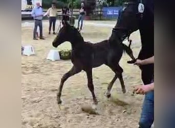 Hannoveraner, Hengst, 1 Jahr, 170 cm, Rappe