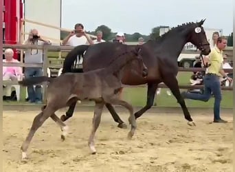 Hannoveraner, Hengst, 1 Jahr, 170 cm, Rappe