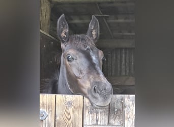 Hannoveraner, Hengst, 1 Jahr, 170 cm, Rappe