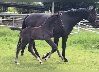 Hannoveraner, Hengst, 1 Jahr, 170 cm, Rappe