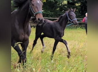Hannoveraner, Hengst, 1 Jahr, 170 cm, Rappe