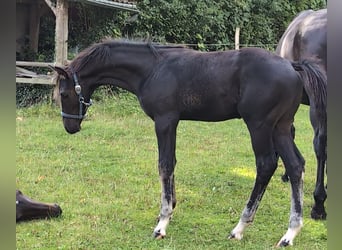 Hannoveraner, Hengst, 1 Jahr, 170 cm, Rappe