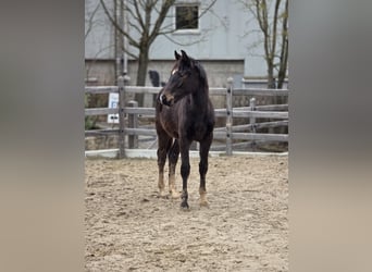 Hannoveraner, Hengst, 1 Jahr, 170 cm, Schwarzbrauner