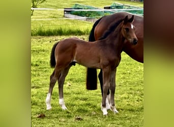 Hannoveraner, Hengst, 1 Jahr, 171 cm, Dunkelbrauner