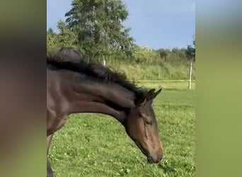 Hannoveraner, Hengst, 1 Jahr, 172 cm, Dunkelbrauner