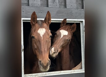 Hannoveraner, Hengst, 1 Jahr, 172 cm, Dunkelfuchs