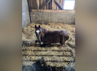 Hannoveraner, Hengst, 1 Jahr, 172 cm, Dunkelfuchs