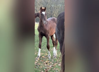 Hannoveraner, Hengst, 1 Jahr, 172 cm, Dunkelfuchs