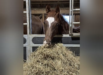 Hannoveraner, Hengst, 1 Jahr, 172 cm, Dunkelfuchs