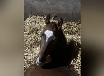 Hannoveraner, Hengst, 1 Jahr, 172 cm, Dunkelfuchs