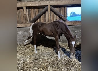 Hannoveraner, Hengst, 1 Jahr, 172 cm, Dunkelfuchs