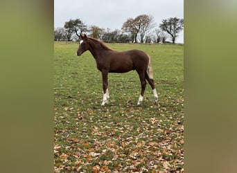 Hannoveraner, Hengst, 1 Jahr, 172 cm, Dunkelfuchs