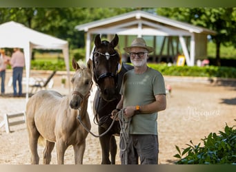 Hannoveraner, Hengst, 1 Jahr, 172 cm, Palomino