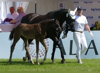 Hannoveraner, Hengst, 1 Jahr, 172 cm, Rappe