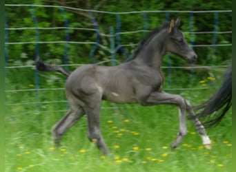 Hannoveraner, Hengst, 1 Jahr, 172 cm, Rappe